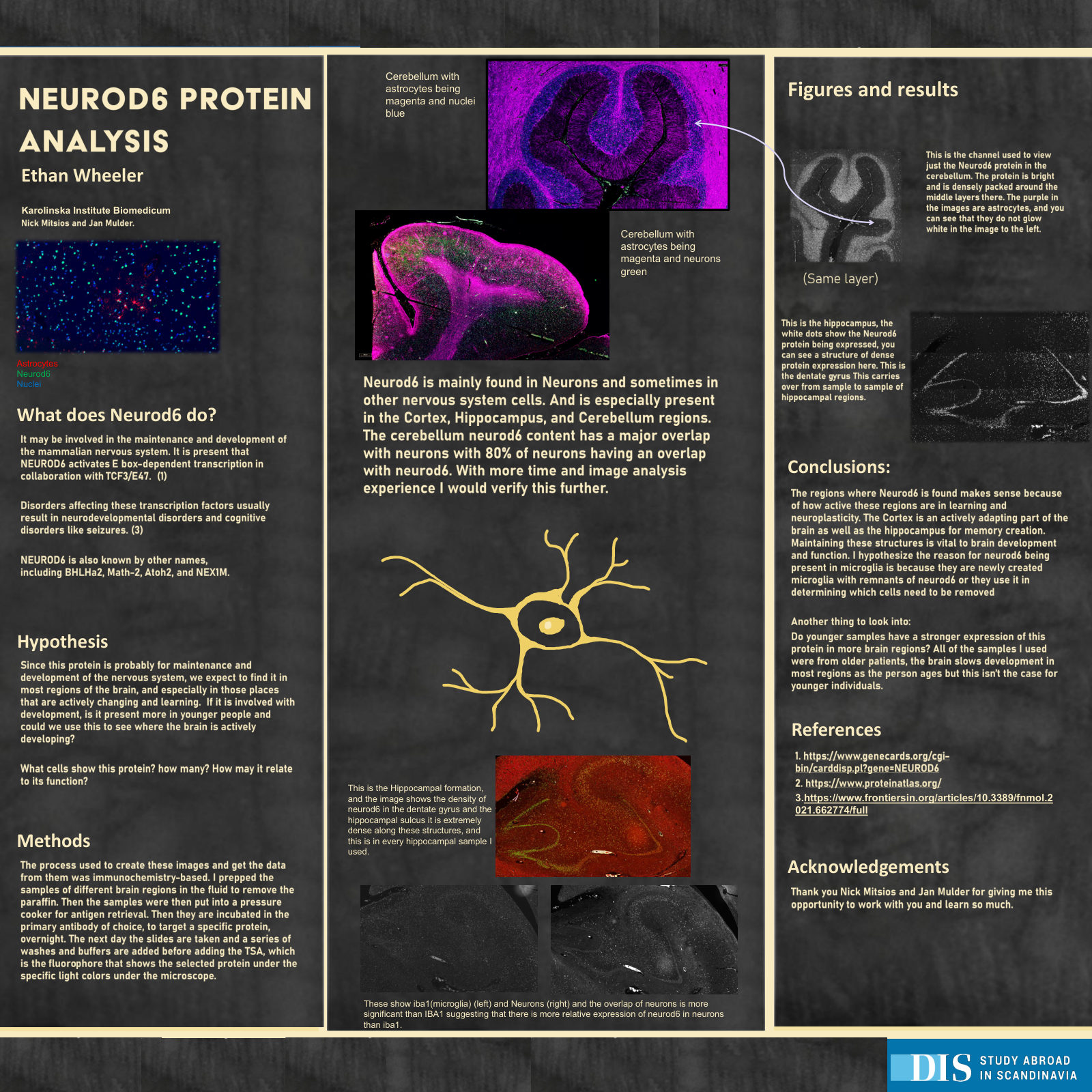 Research poster: NEUROD6 protein analysis, by Ethan Wheeler
